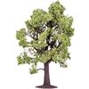 Hornby Beech Tree
