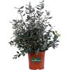 eGarden.store Pianta di Metrosideros Excelsa pianta vera da siepe oernamentale da esterno
