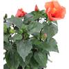 eGarden.store Pianta vera di Hibiscus Rosa Sinensis vari colori ornamentale da esterno