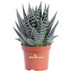eGarden.store Pianta di Aloe Tiki Thai vera variegata grassa ornamentale da arredo interno