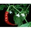Carolina PEPERONCINO CAYENNE LONG SLIM 25 SEMI +SPEDIZIONE GRATUITA "