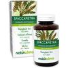 Naturalma Spaccapietra o Cedracca (Ceterach officinarum o Asplenium ceterach) foglie Natur