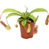 exotenherz Pianta carnivora - Nepenthes - Vaso da 9 cm