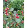 8-SEMI DI AZZERUOLO ROSSO - Crataegus azarolus "Mela