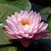 15 SEMI DI NYMPHAEA 'Peter Slocum' "SPEDIZIONE GRATUITA"