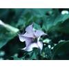 10-Semi-Datura-Stramonium-Lilac "SPEDIZIONE GRATUITA"