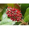 20 SEMI DI MAGNOLIA grandiflora