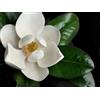5 SEMI DI MAGNOLIA grandiflora