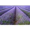 LAVANDULA- LAVANDA ANGUSTIFOLIA "PROVENZA BLU' " 250 SEMI