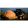 White ZUCCA GIGANTE - ATLANTIC GIANT, 12 SEMI + OMAGGIO+SPEDIZIONE GRATUITA "