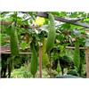 White ZUCCA LUFFA CYLINDRICA Sponge gourd Loofa, 12 semi +OMAGG"+SPEDIZIONE GRATUITA "