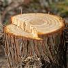 Tree Killer Nails Ceppo Killer Unghie in Rame per punte Lunghe 4 Pollici per Efficace Rimozione
