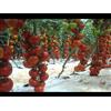 50 SEMI DI POMODORO ROSSO A GRAPPOLO -- SPEDIZIONE GRATUITA