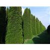 20 SEMI DI THUJA OCCIDENTALIS "SPEDIZIONE GRATUITA"