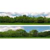 ID Backscenes Alti Alberi (Pacco D) 2 X 5' X 15" Premium OO Gauge ID Backscenes 149D
