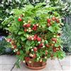 Jubilee FRAGARIA ANANASSA - FRAGOLA RAMPICANTE MINI, 50 SEMI+"SPEDIZIONE GRATUITA "