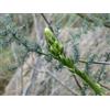 Jubilee ASPARAGO SELVATICO -ASPARAGUS ACUTIFOLIUS, 50 SEMI "SPEDIZIONE GRATUITA "