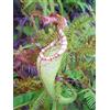 PINK 5 SEMI DI NEPENTHES MAXIMA semi di pianta carnivora+SPEDIZIONE GRATUITA