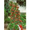Jubilee FRAGOLA RAMPICANTE, 50 SEMI + OMAGGIO +"SPEDIZIONE GRATUITA "