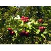 10 SEMI DI CRATAEGUS MONOGYNA BIANCOSPINO "SPEDIZIONE GRATUITA"