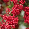20 SEMI DI PYRACANTHA COCCINEA "SPEDIZIONE GRATUITA"