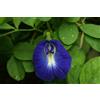 10 SEMI DI CLITORIA TERNATEA "SPEDIZIONE GRATUITA"