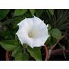 10-Semi-DATURA BIANCA "DATURA INOXIA" ""SPEDIZIONE GRATUITA"