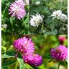 Mix semi Trifoglio Bianco Rosso Risupinato Repens Pratense Resupinatum seeds