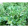 20.000+ semi Portulaca Oleracea Porcellana comune Purslane Pourpier Verdolaga