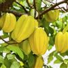5 SEMI DI AVERRHOA CARAMBOLA ''SPEDIZIONE GRATUITA''
