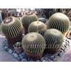 PINK Echinocactus Grusonii cuscino della suocera 100 SEMI + SPEDIZIONE GRATUITA