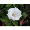 10-Semi-DATURA BIANCA "DATURA INOXIA"