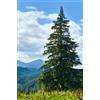 10 SEMI DI ABETE ROSSO - "Picea Abies"