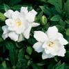 10 SEMI DI GARDENIA JASMINOIDES "SPEDIZIONE GRATUITA"