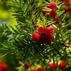 10 SEMI DI TAXUS BACCATA "SPEDIZIONE GRATUITA"