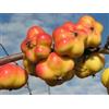 Fresh Mela a forma di stella "Api Etoile", Malus domestica sp. - 10 semi freschi,unici