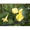 7-Semi- Datura Giallo doppia "Golden Queen ""SPEDIZIONE GRATUITA"