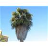 10 SEMI DI PALMA Washingtonia filifera" "SPEDIZIONE GRATUITA"