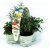 Amori e aromi Piante di erbe aromatiche in vaso (8)