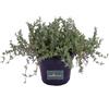 eGarden.store pianta di Barba di Giove pianta grassa pendente di Drosanthemum Hispidum vera