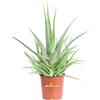 eGarden.store Pianta vera di Aloe Vera Chinensis Età 3 Anni ornamentale biologica da esterno