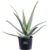 eGarden.store Pianta vera di Aloe Vera Barbadensis Età 4 Anni ornamentale biologica da esterno