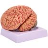 Modello Anatomico in PVC Modello di Cervello con Codice Colore Dettagliato