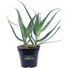 eGarden.store Pianta di Aloe Arborescens vera età 2 anni ornamentale da esterno in vaso