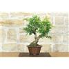 Pollice Verde Bonsai di Melograno giapponese "Nejikan" (28)