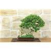 Pollice Verde Bonsai di Zelkova Parvifolia su roccia (14).