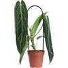 eGarden.store Pianta vera di Anthurium Warocqueanum ornamentale da interno