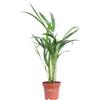 eGarden.store Pianta di Areca Dypsis Lutescens palma vera sempreverde ornamentale da interno