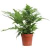 eGarden.store Pianta di Felce Autunnale Dryopteris Erythrosora ornamentale da esterno
