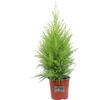 eGarden.store Pianta di Cipresso Goldcrest Cupressus Goldcrest Wilma pianta vera da esterno